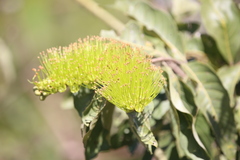 Combretum lanceolatum