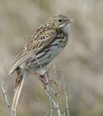 Correndera Pipit photo 2
