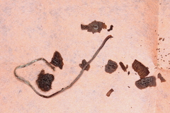 Psilocybe mammillata