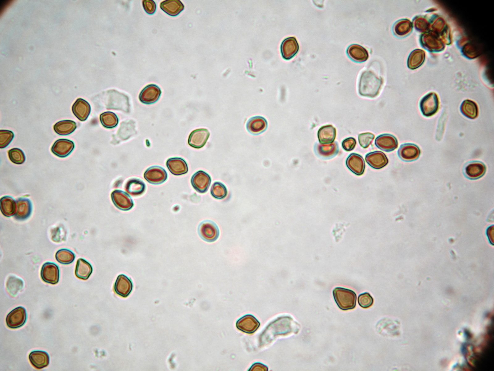 Psilocybe mammillata image