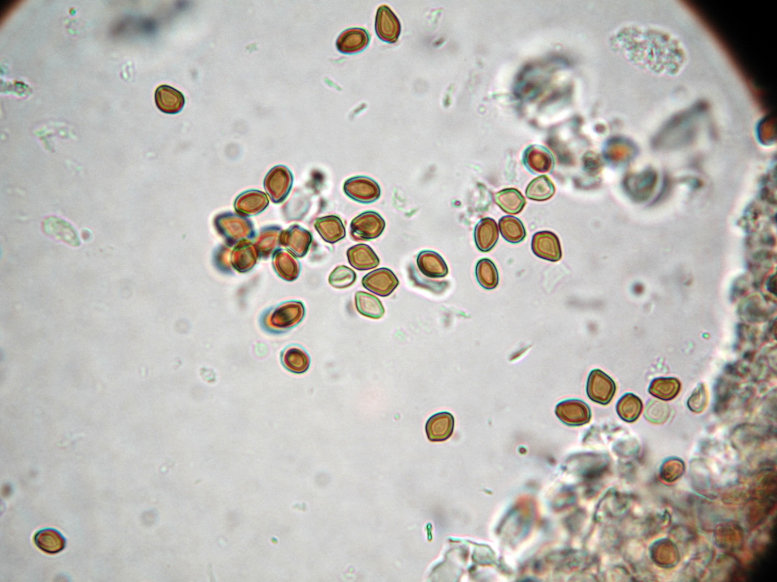 Psilocybe mammillata image