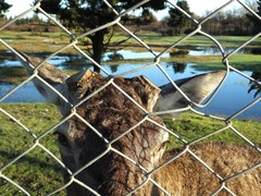 Cervus elaphus maral