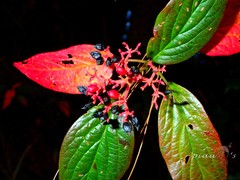 Viburnum urceolatum