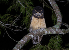 Pulsatrix koeniswaldiana