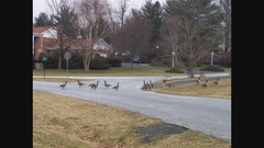 Branta canadensis