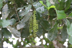 Macadamia integrifolia