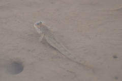Elongate Mudskipper photo 5
