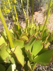 Cotyledon cuneata