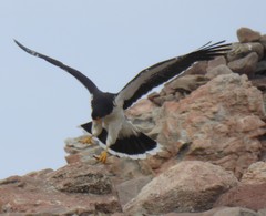 Daptrius albogularis