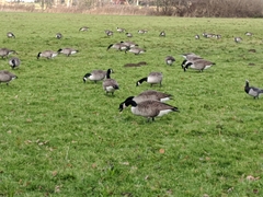Branta canadensis