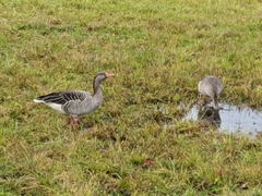 Anser anser