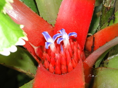 Neoregelia