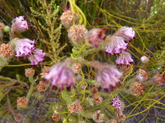 Erica barbigeroides