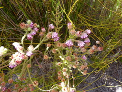 Erica barbigeroides