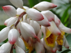Alpinia zerumbet