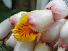 Alpinia zerumbet