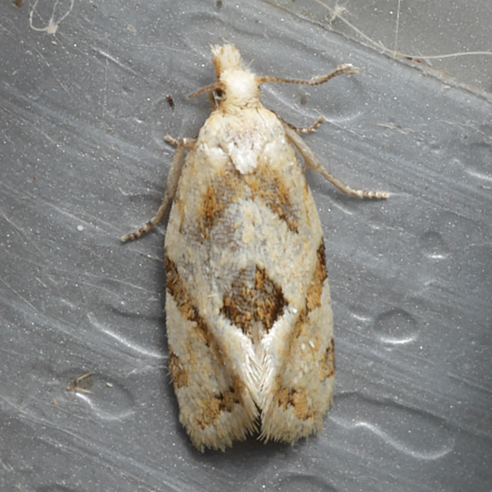Razowski's Aethes Moth from Shelby County, AL, USA on October 3, 2025 ...
