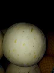 Cucumis melo inodorus