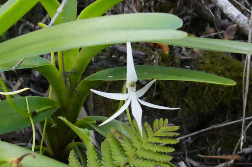Jumellea recurva