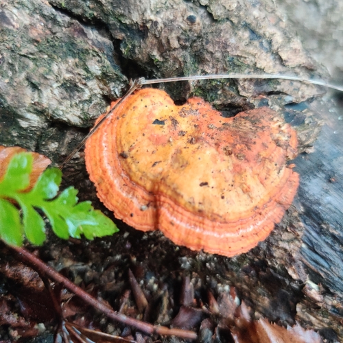 Trametes coccinea