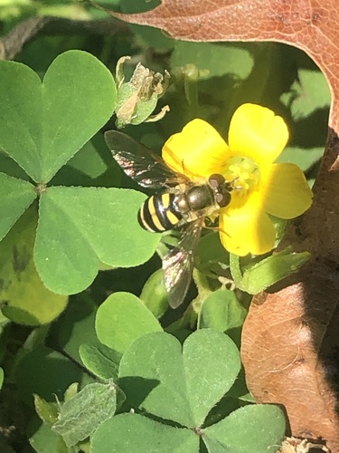 Unknown species found near Wisconsin, US