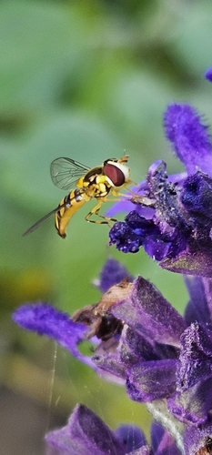 Unknown species found near Ottawa, KS 66067, USA