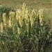 Astragalus follicularis - Photo (c) Vladimir Yu. Arkhipov, alguns direitos reservados (CC BY-NC), uploaded by Vladimir Yu. Arkhipov