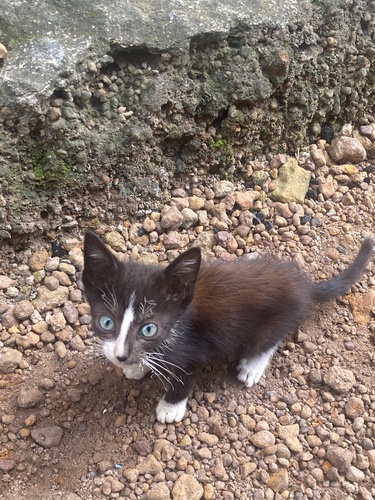 Domestic Cat
