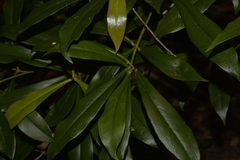 Tasmannia insipida