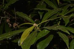 Tasmannia insipida