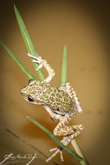 Gastrotheca marsupiata