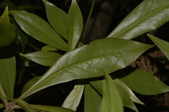 Tasmannia insipida