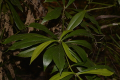 Tasmannia insipida