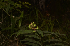 Alpinia arundelliana