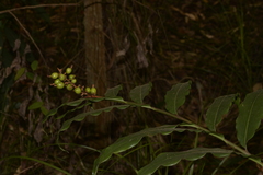 Alpinia arundelliana