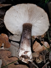 Tricholoma squarrulosum