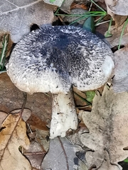 Tricholoma squarrulosum