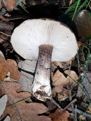 Tricholoma squarrulosum