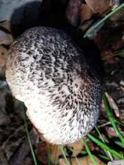 Tricholoma squarrulosum