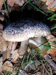 Tricholoma squarrulosum
