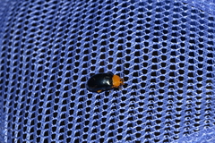 Lamprolina simillima