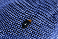 Lamprolina simillima