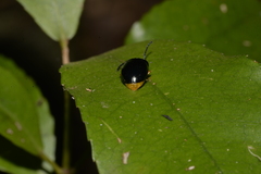 Lamprolina simillima