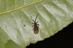 Xylobanus coenosus