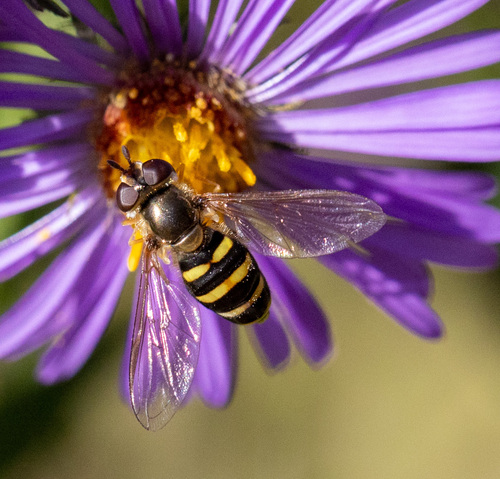 Unknown species found near Centerville, OH, USA