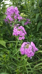 Phlox glaberrima interior