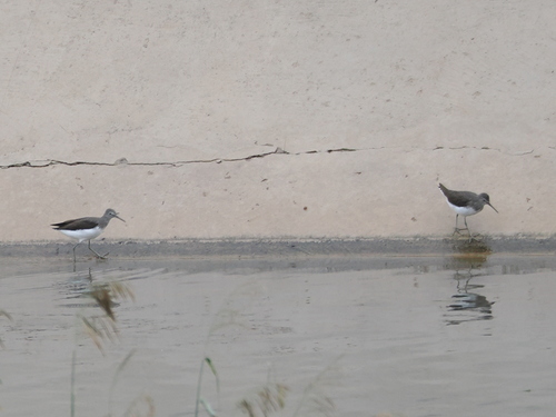 Green Sandpiper