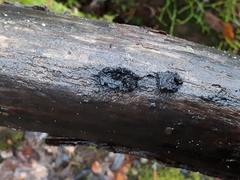 Biscogniauxia repanda