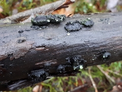 Biscogniauxia repanda