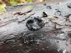 Biscogniauxia repanda